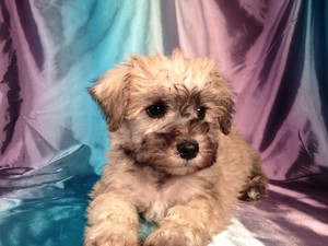 Male Miniature Schnoodle Puppy for sale #14 Ready October, 2012